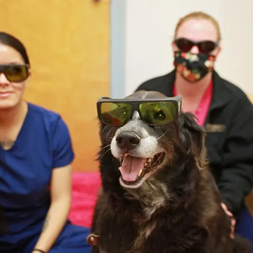 Laser Dog Glasses at Ferry Farm Animal Clinic